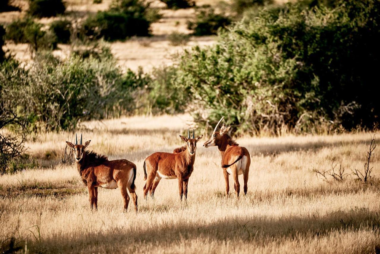 Glen Harry Game Reserve Graaff-Reinet Εξωτερικό φωτογραφία
